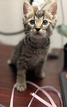 Virga -  Domestic Medium Hair Cat for Adoption in Lancaster, California - Virga | PetCurious