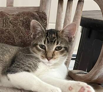 Rescue American Shorthair Cats for Adoption in Atglen, Pennsylvania - Patches | PetCurious