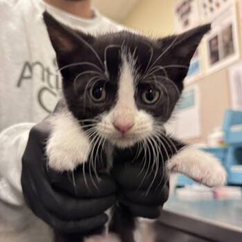 Beanie -  Domestic Short Hair Cat for Adoption in Chicago, Illinois - Beanie | PetCurious
