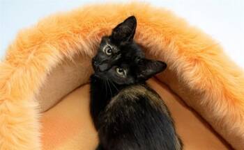 KIRSTIE -  Domestic Short Hair Cat for Adoption in Fort Lauderdale, Florida - KIRSTIE | PetCurious