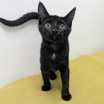 Martha -  Domestic Short Hair Cat for Adoption in Springfield, Illinois - Martha | PetCurious