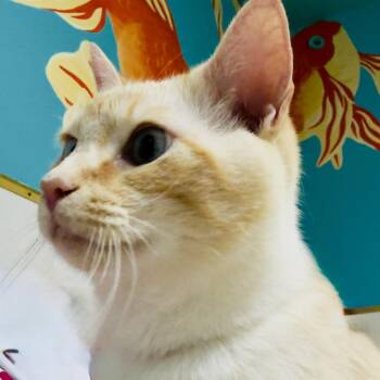 Joey -  Domestic Medium Hair Cat for Adoption in Franklin, North Carolina - Joey | PetCurious