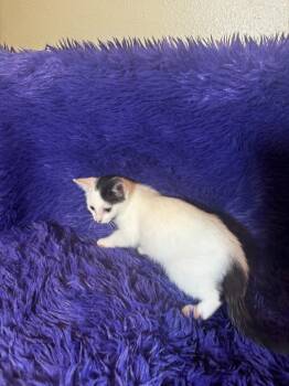 Piglet -  Domestic Short Hair Cat for Adoption in San Antonio, Texas - Piglet | PetCurious