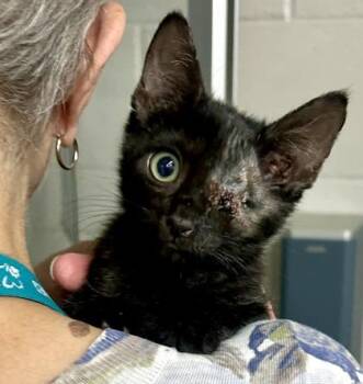 Hawkeye -  Domestic Short Hair Cat for Adoption in Sacramento, California - Hawkeye | PetCurious