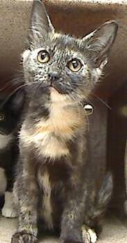 NATASHA -  Domestic Short Hair Cat for Adoption in Cookeville, Tennessee - NATASHA | PetCurious