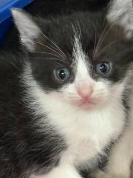 Domestic Short Hair Cats Available for Adoption in Pearland, Texas - CHOCOLATE COLD BREW | PetCurious