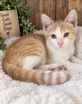 Chief -  Domestic Short Hair Cat for Adoption in Paducah, Kentucky - Chief | PetCurious