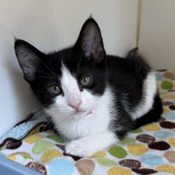 Keiko (bonded w/ Kevin) -  Domestic Short Hair Cat for Adoption in Oakland, California - Keiko (bonded W/ Kevin) | PetCurious