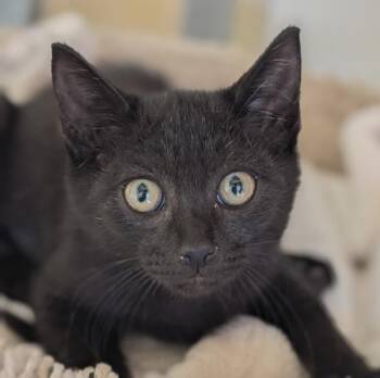 Anchovy -  Domestic Short Hair Cat for Adoption in Salinas, California - Anchovy | PetCurious