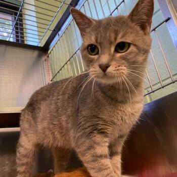 Domestic Short Hair Cats Available for Adoption in Dayton, Ohio - Paris | PetCurious