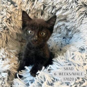 Shad -  Domestic Short Hair Cat for Adoption - Shad | PetCurious