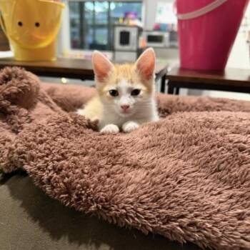 Callie -  Domestic Short Hair Cat for Adoption in Houston, Texas - Callie | PetCurious