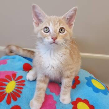 Buzz -  Domestic Short Hair Cat for Adoption in Marshfield, Wisconsin - Buzz | PetCurious