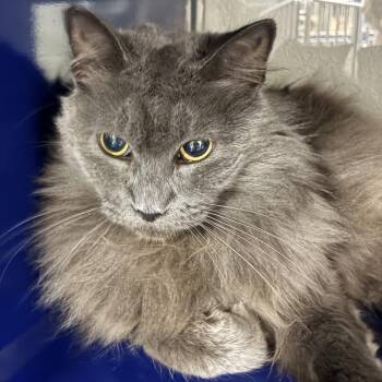 Periwinkle -  Domestic Medium Hair Cat for Adoption in Los Angeles, California - Periwinkle | PetCurious