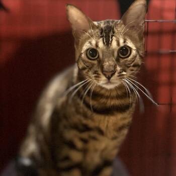 Bengal Cats Available for Adoption in Philadelphia, Pennsylvania - Thor | PetCurious