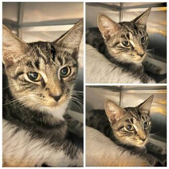 Paco -  Domestic Short Hair Cat for Adoption in New York, New York - Paco | PetCurious