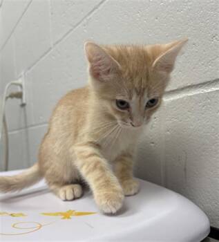 ZITI -  Domestic Short Hair Cat for Adoption in Indianapolis, Indiana - ZITI | PetCurious