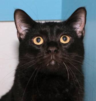 Quincy -  Domestic Short Hair Cat for Adoption in Cincinnati, Ohio - Quincy | PetCurious