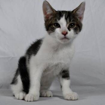 Ash -  Domestic Short Hair Cat for Adoption in Johnson City, Tennessee - Ash | PetCurious