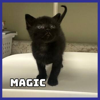 Magic -  Domestic Short Hair Cat for Adoption in Glenwood, Minnesota - Magic | PetCurious