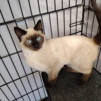Jasmine -  Siamese and Domestic Short Hair Cat for Adoption in Montour Falls, New York - Jasmine | PetCurious