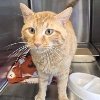 Domestic Short Hair Cats Available for Adoption in Davenport, Iowa - McBurger | PetCurious