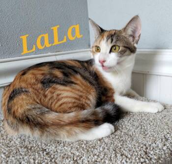 Calico and Tabby Cats Available for Adoption in Monrovia, California - LaLa | PetCurious