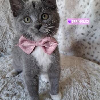 Russian Blue and Domestic Short Hair Cats Available for Adoption in Yorba Linda, California - :::Sprinkles::: | PetCurious
