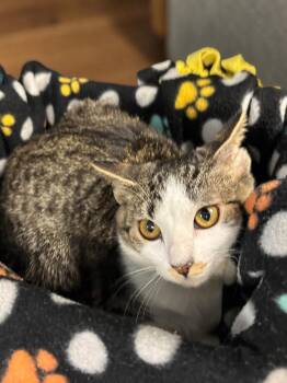Wren -  Domestic Short Hair Cat for Adoption in Champaign, Illinois - Wren | PetCurious