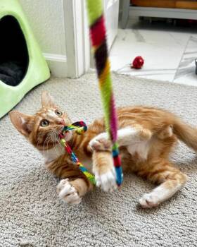Gatsby -  Domestic Medium Hair Cat for Adoption in Oceanside, California - Gatsby | PetCurious