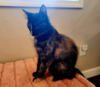 Adelina -  Domestic Short Hair Cat for Adoption in Raleigh, North Carolina - Adelina | PetCurious