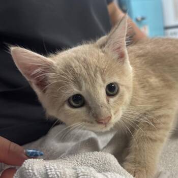 Greed -  Domestic Short Hair Cat for Adoption in Newark, New Jersey - Greed | PetCurious