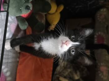 Rescue Tuxedo Cats for Adoption in Vacaville, California - Tux | PetCurious
