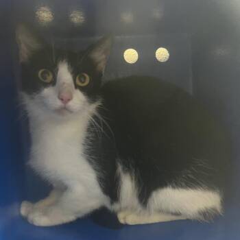 Domestic Short Hair Cats Available for Adoption in Columbiana, Alabama - Feral Allison | PetCurious