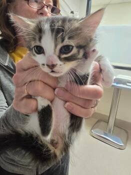 Domestic Long Hair Cats Available for Adoption in Madison, Georgia - Earthquake | PetCurious