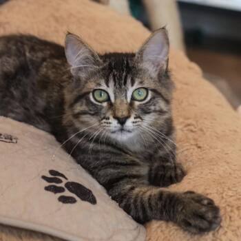 Gaga -  Domestic Short Hair Cat for Adoption in Los Angeles, California - Gaga | PetCurious