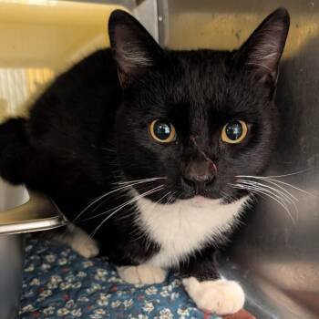 Domestic Short Hair Cats Available for Adoption in Huntsville, Arkansas - (Med 4/27) Phantom | PetCurious