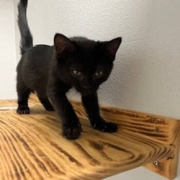 Rescue Domestic Short Hair Cats for Adoption in Buellton, California - Licorice | PetCurious