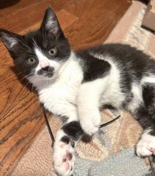 Dora -  Domestic Short Hair Cat for Adoption in Quakertown, Pennsylvania - Dora | PetCurious