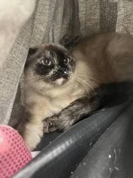 Domestic Short Hair Cats Available for Adoption in Potsdam, New York - Eloise | PetCurious