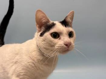 Mickey -  Domestic Short Hair Cat for Adoption in Golden Valley, Minnesota - Mickey | PetCurious