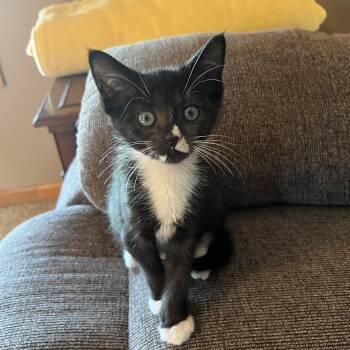 Rambo -  Domestic Short Hair Cat for Adoption in Mineral Point, Wisconsin - Rambo | PetCurious