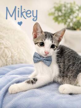 Mikey -  Domestic Short Hair Cat for Adoption in Lucas, Texas - Mikey | PetCurious