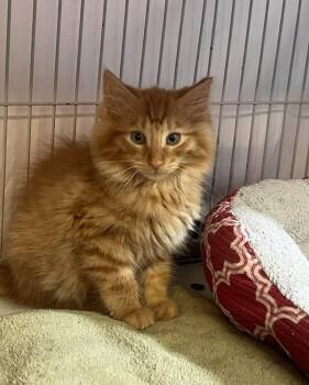 Mufasa -  Domestic Medium Hair Cat for Adoption in Cleveland, Ohio - Mufasa | PetCurious