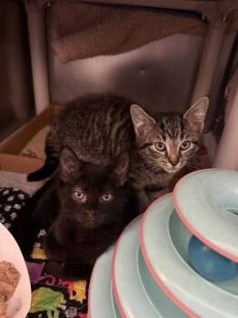 Rogue -  Domestic Short Hair Cat for Adoption in Morristown, New Jersey - Rogue | PetCurious
