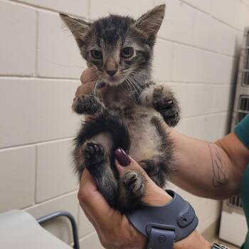 SCFL-Stray-66394_2_3 -  Domestic Short Hair Cat for Adoption in Lake Panasoffkee, Florida - SCFL-Stray-66394_2_3 | PetCurious