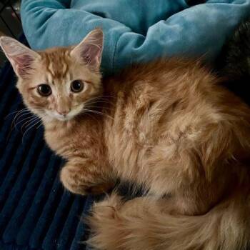 Waffles -  Domestic Medium Hair Cat for Adoption in Edmond, Oklahoma - Waffles | PetCurious