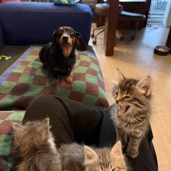 Kenny -  Domestic Short Hair Cat for Adoption in Chicago, Illinois - Kenny | PetCurious