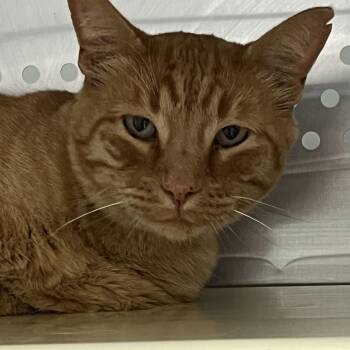 Leonard -  Domestic Short Hair Cat for Adoption in Taos, New Mexico - Leonard | PetCurious