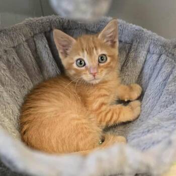 Rescue Domestic Short Hair Cats for Adoption in Lyle, Minnesota - Mochi | PetCurious